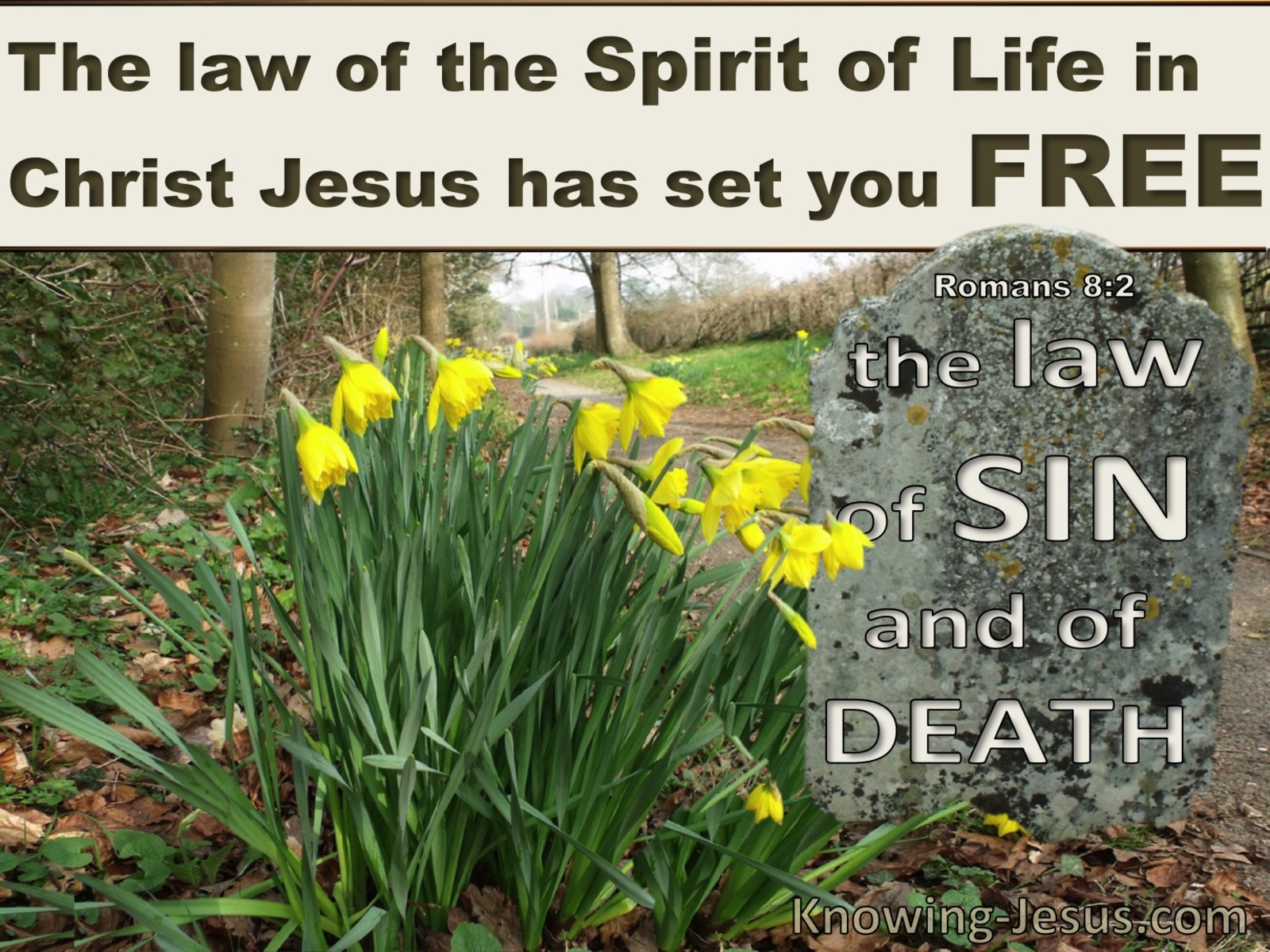 Romans 8:2 The Law Of The Spirit Of Life (brown)